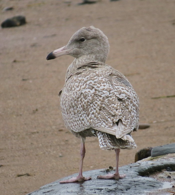 Glaucous Gull