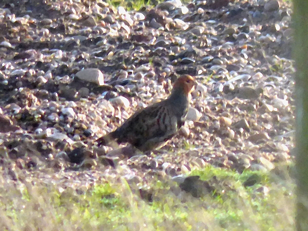 Grey Partridge