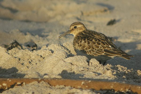 Baird's Sandpiper