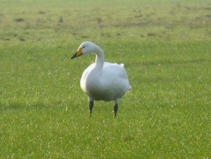 Whooper Swan