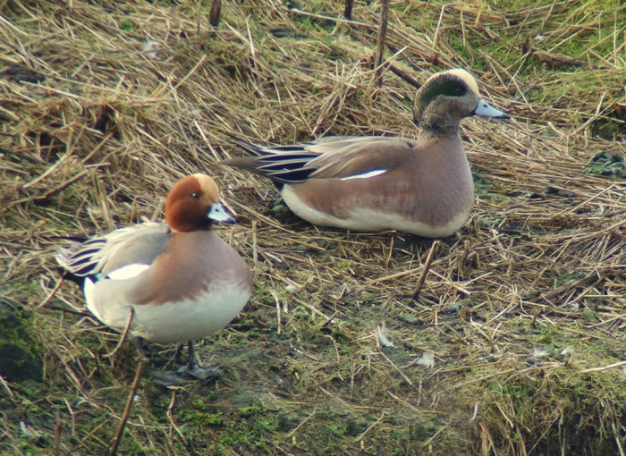 American Wigeon