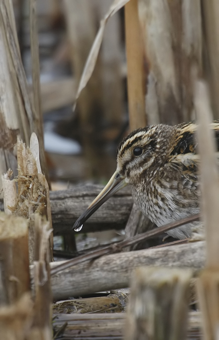 Jack Snipe