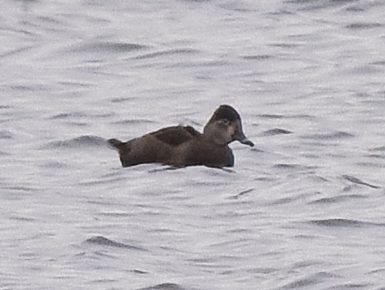 Ring-necked Duck