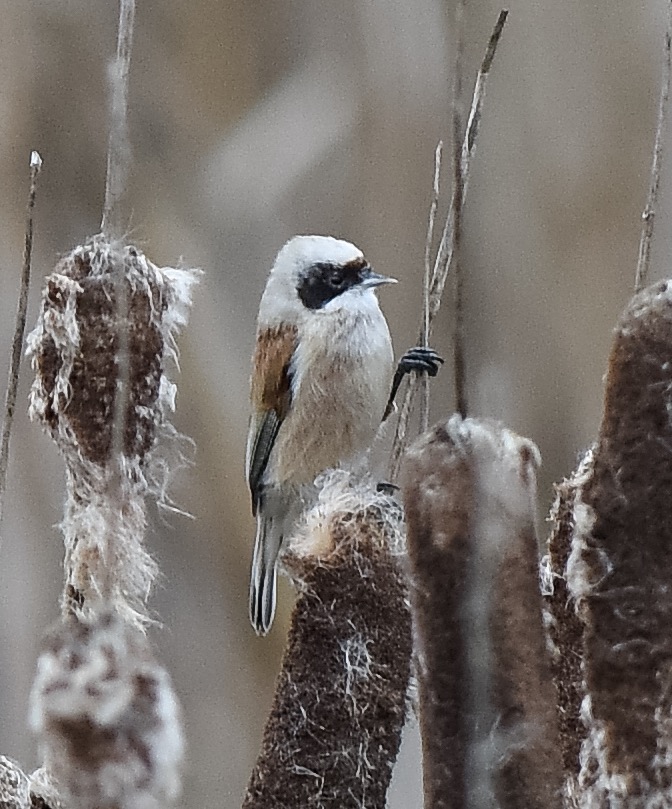 Penduline Tit