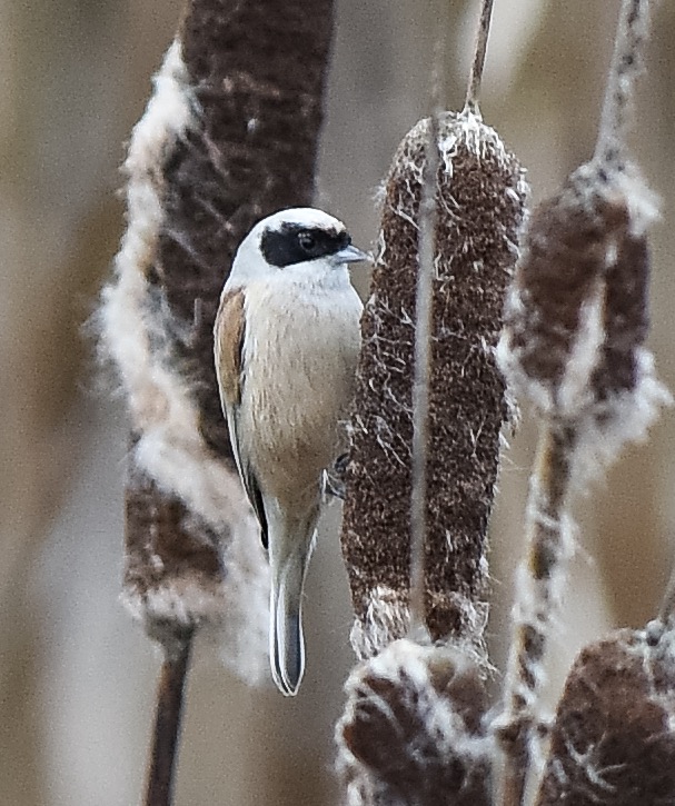 Penduline Tit