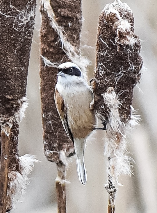 Penduline Tit
