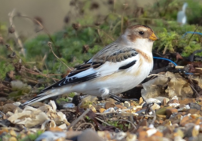 Snow Bunting