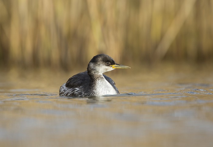 Red-necked Grebe