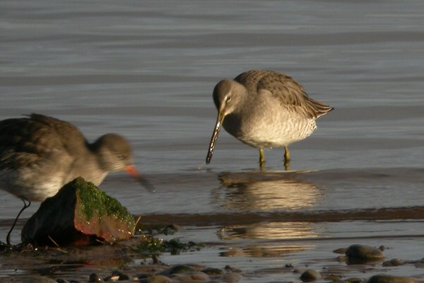 Long-billed Dowitcher
