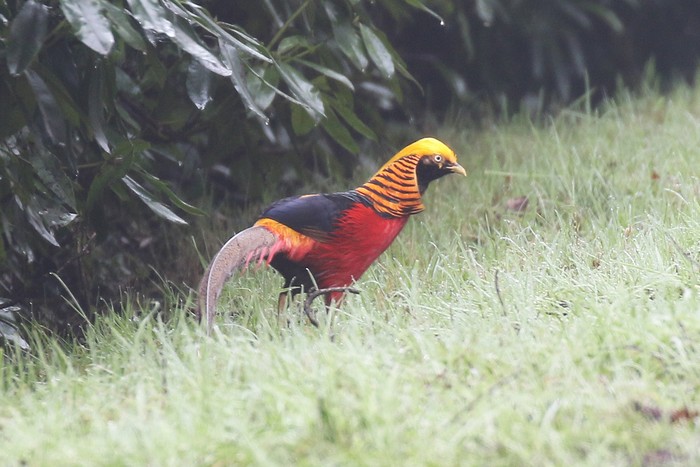 Golden Pheasant