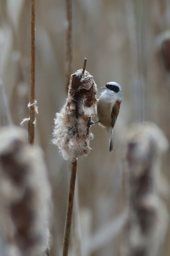 Penduline Tit