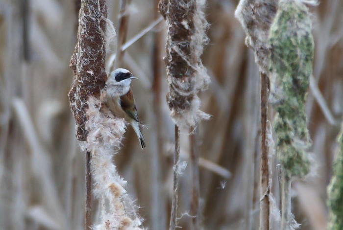 Penduline Tit