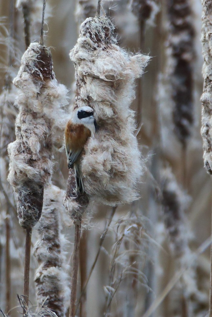 Penduline Tit