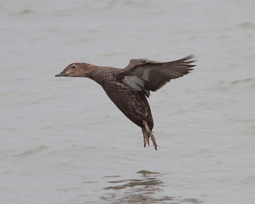 King Eider