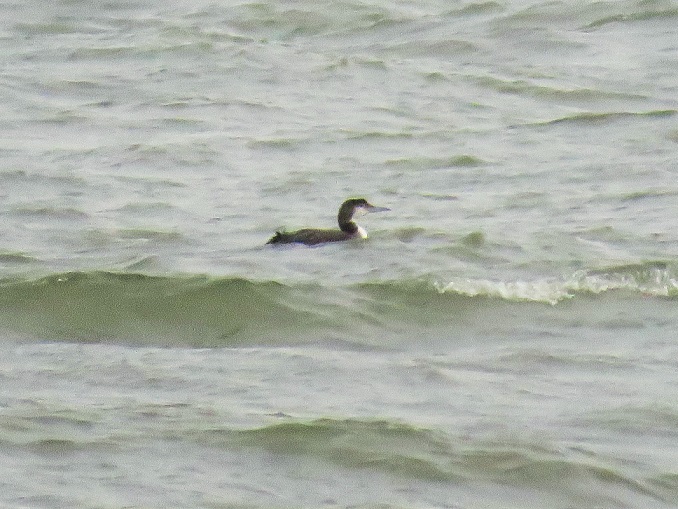 Great Northern Diver