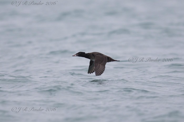 Surf Scoter