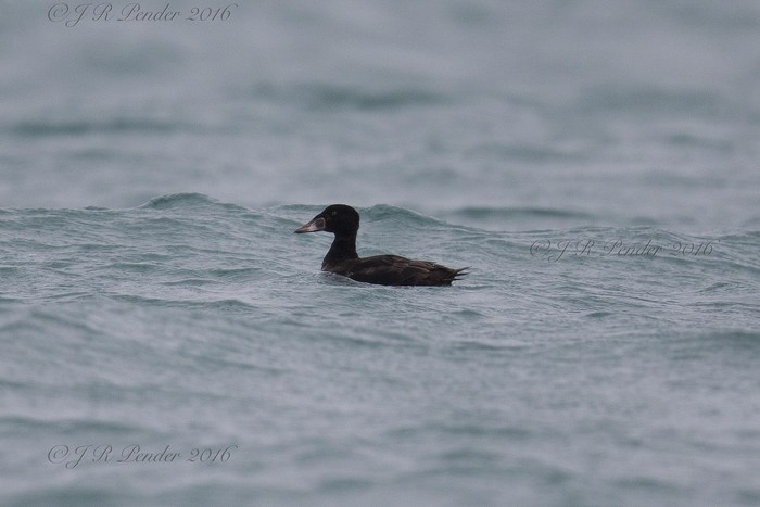 Surf Scoter