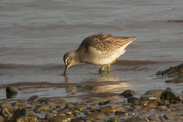 Long-billed Dowitcher