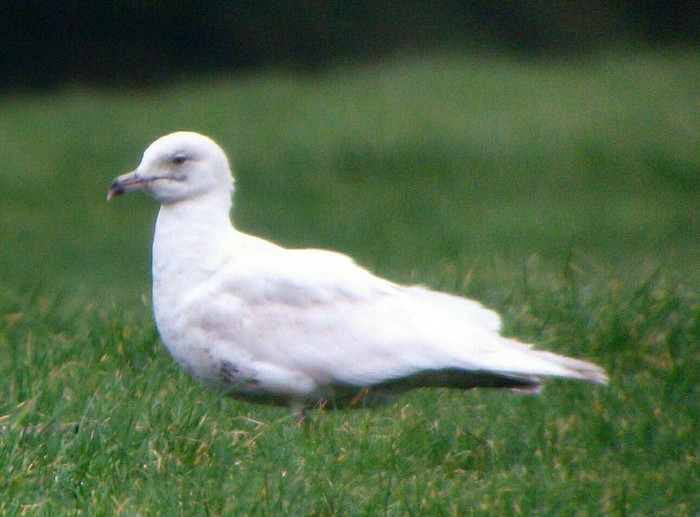 Iceland Gull