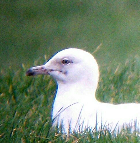 Iceland Gull