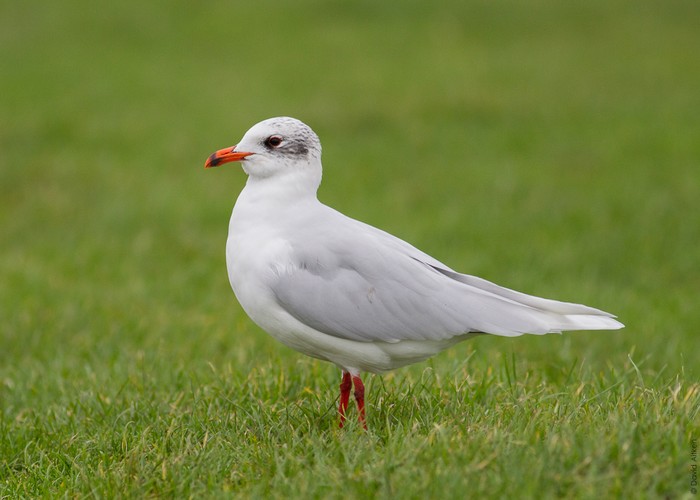 Mediterranean Gull