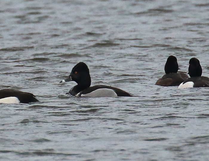 Ring-necked Duck