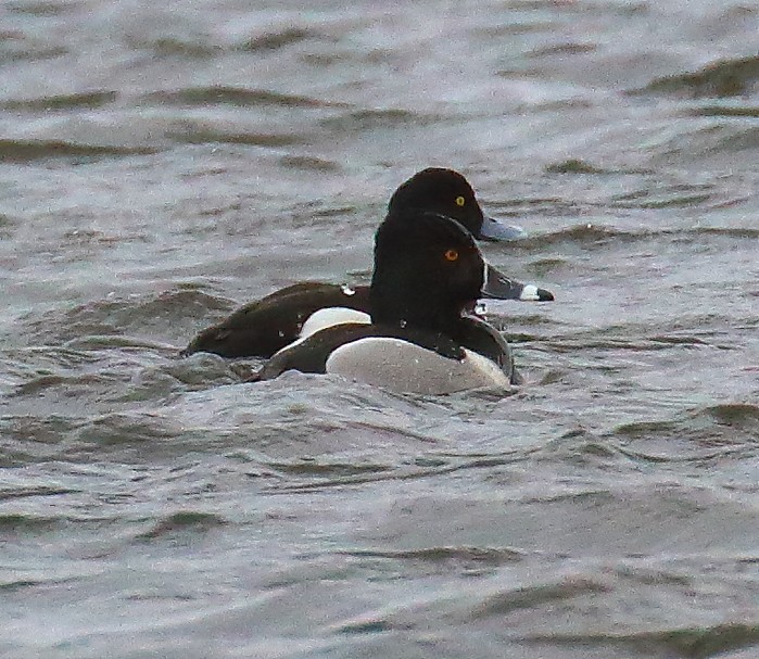 Ring-necked Duck