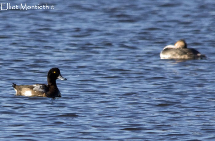 Scaup