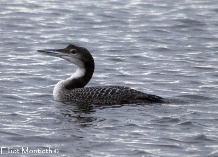 Great Northern Diver