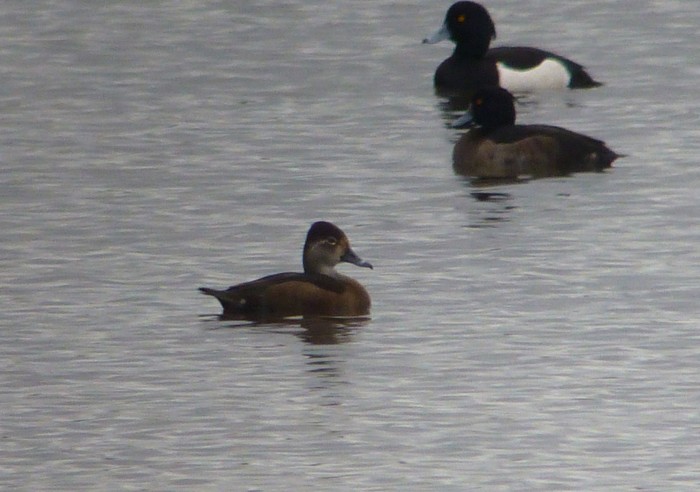 Ring-necked Duck