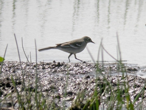 Citrine Wagtail