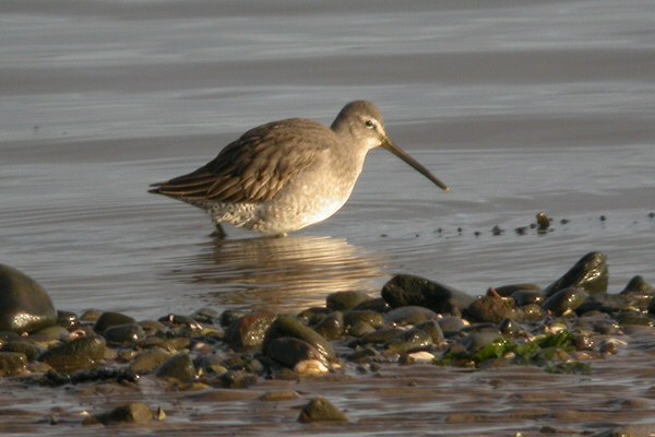 Long-billed Dowitcher