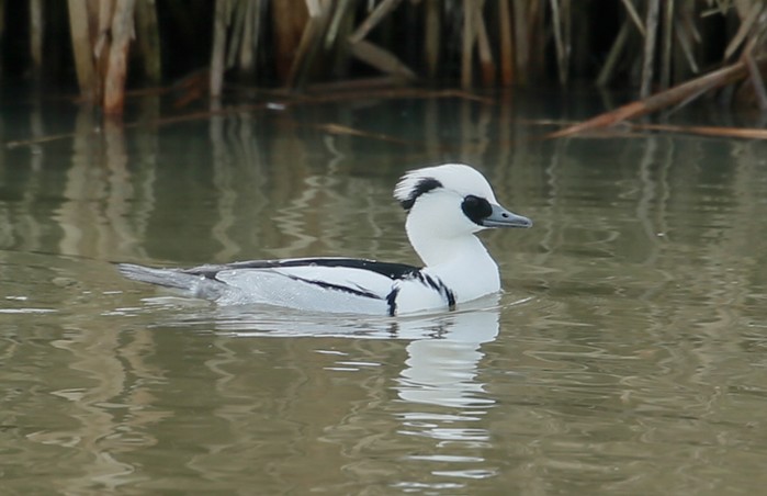 Smew