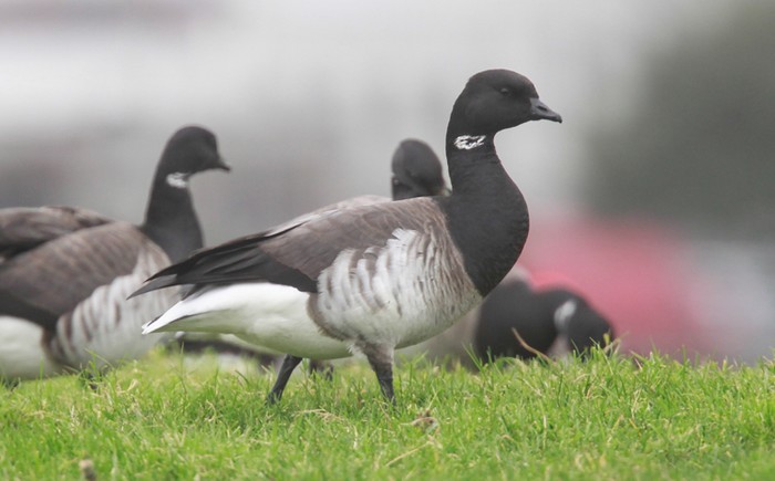 Pale-bellied Brent Goose