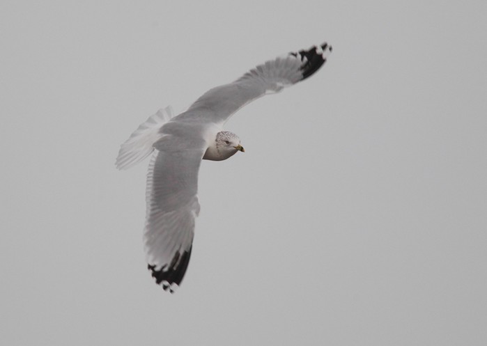 Ring-billed Gull