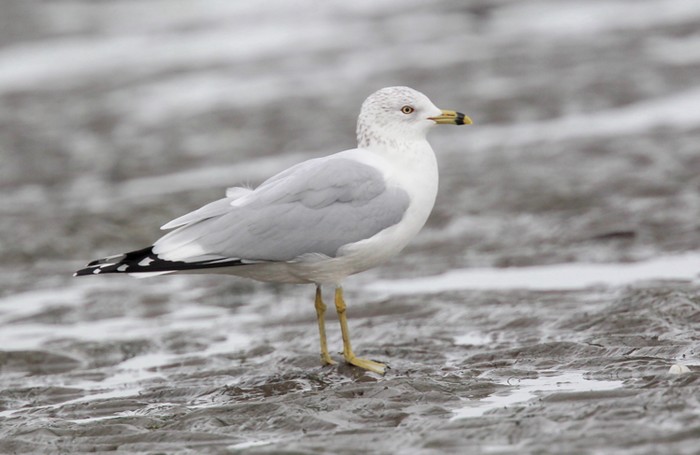 Ring-billed Gull