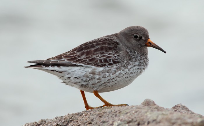 Purple Sandpiper