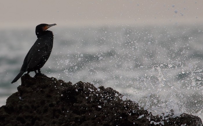 Cormorant