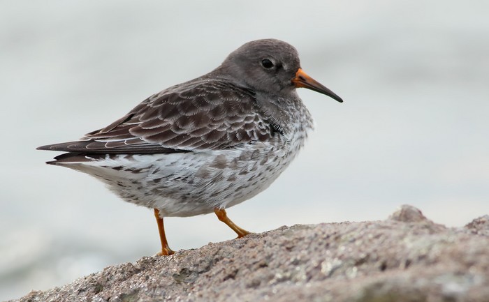 Purple Sandpiper