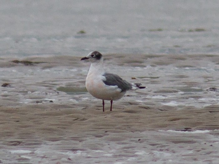 Franklin's Gull