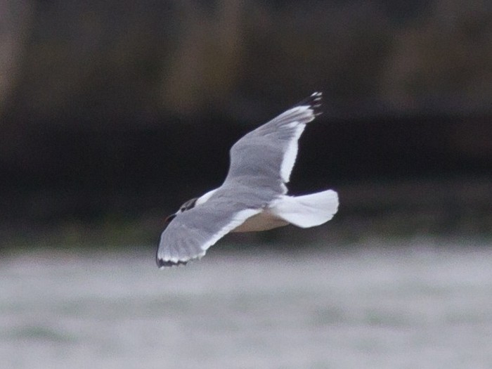 Franklin's Gull
