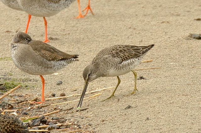 Long-billed Dowitcher