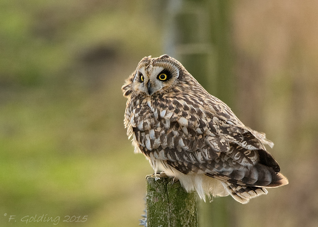 Short-eared Owl