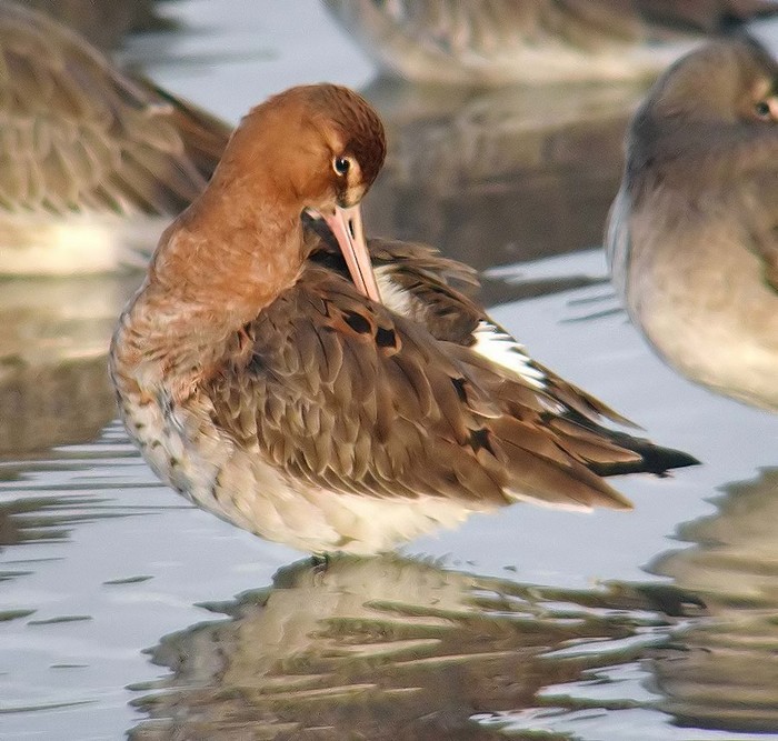 Black-tailed Godwit
