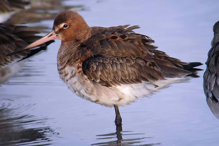 Black-tailed Godwit