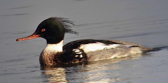 Red-breasted Merganser