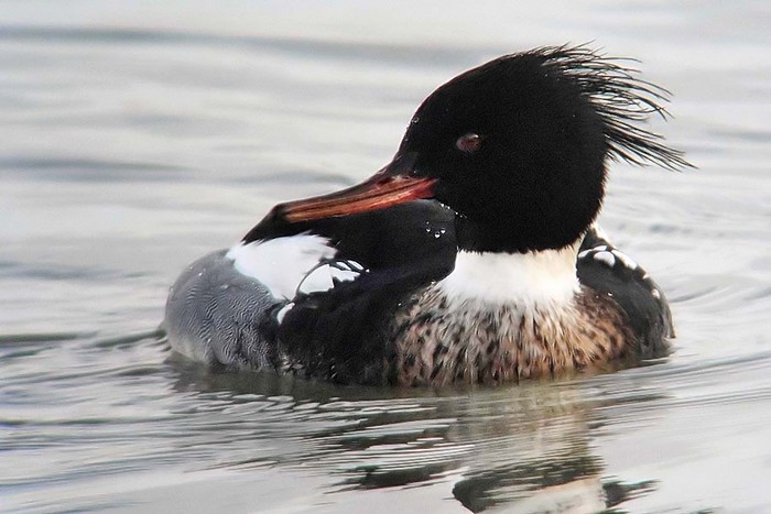 Red-breasted Merganser