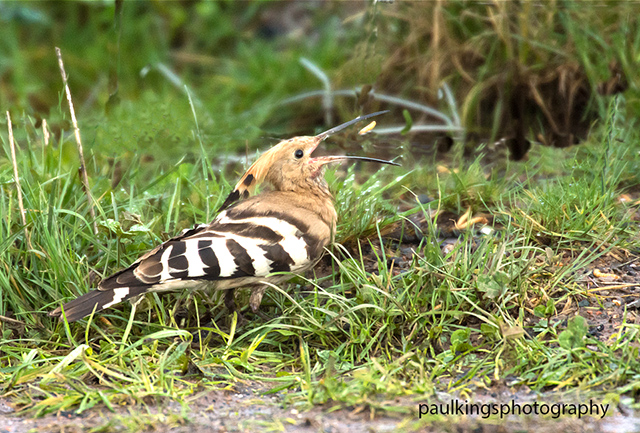 Hoopoe