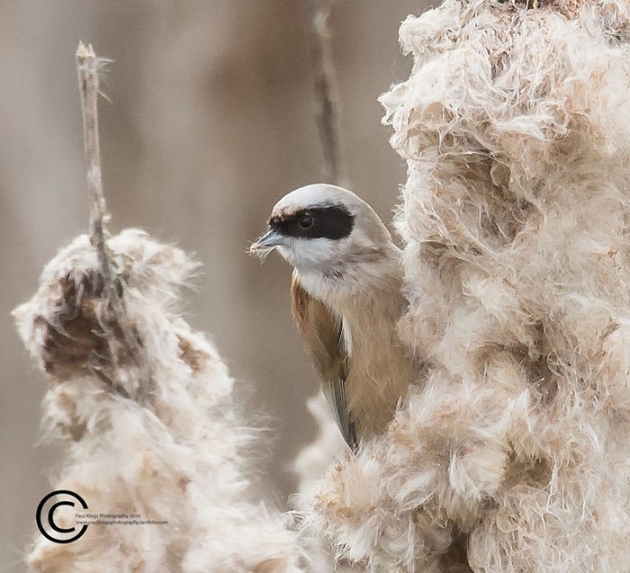 Penduline Tit