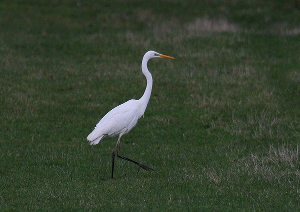 Great White Egret